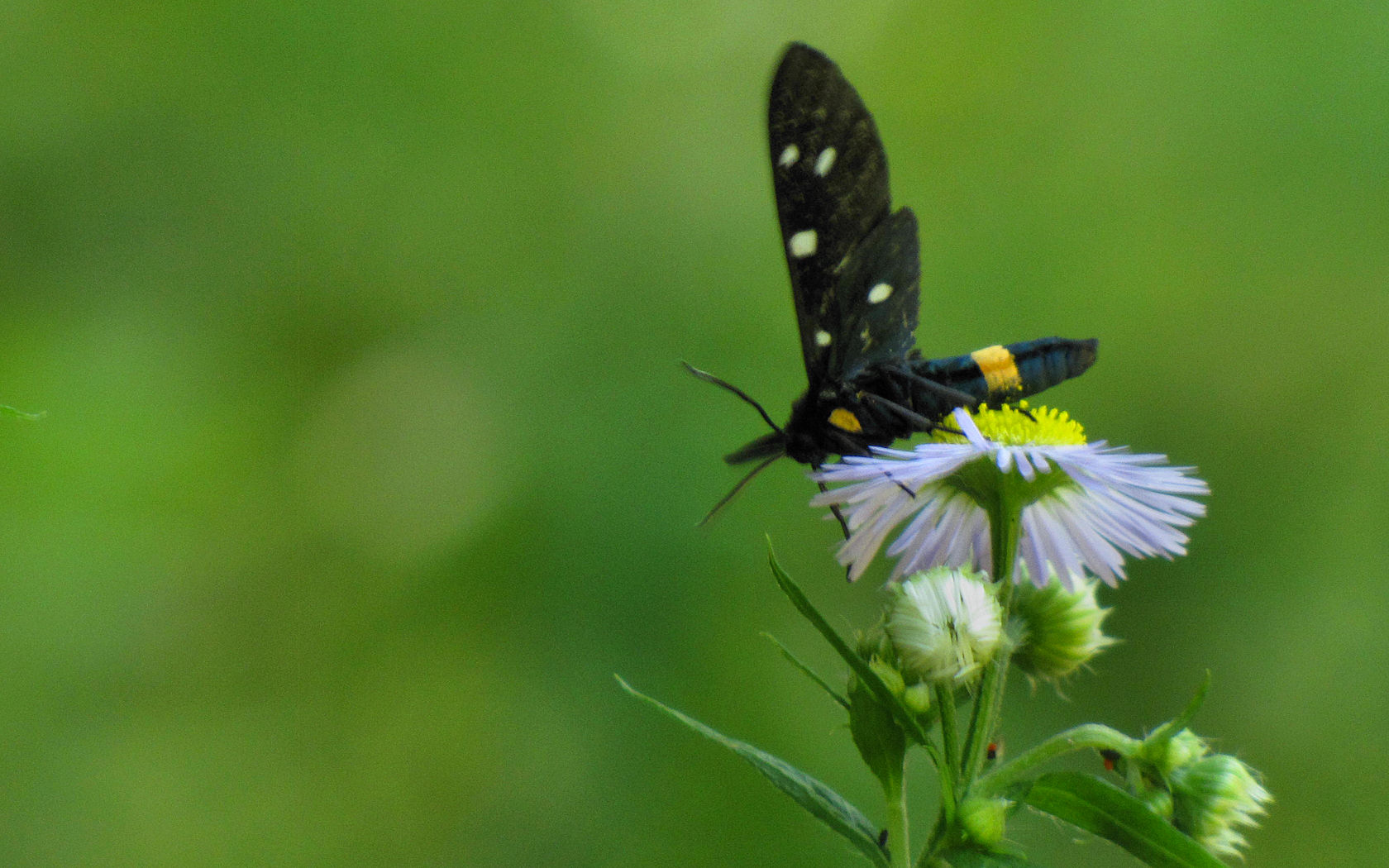 Amata phegea